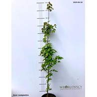 Acer campestre