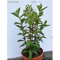 Hydrangea paniculata PETITE FLORI 'Coussine'