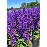 Salvia nemorosa 'Noble Knight' PBR