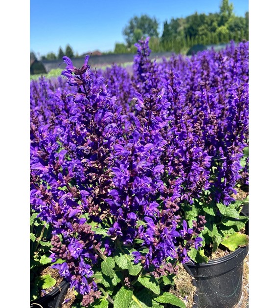 Salvia nemorosa 'Noble Knight' PBR