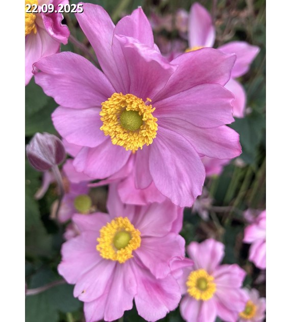 Anemone ×hybrida 'Serenade'