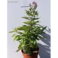Eupatorium maculatum 'Eureka'