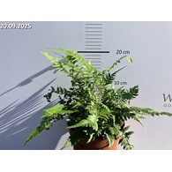 Polystichum biaristatum