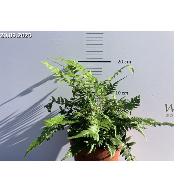 Polystichum biaristatum