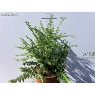Adiantum pedatum