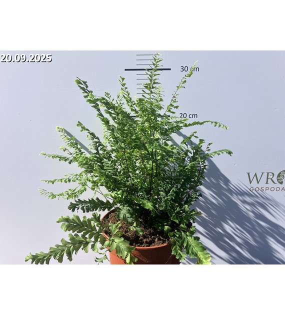 Adiantum pedatum