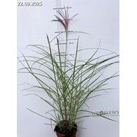 Miscanthus sinensis 'Polonus'