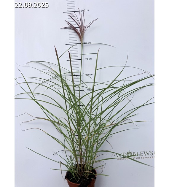 Miscanthus sinensis 'Polonus'