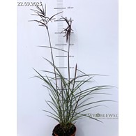Miscanthus sinensis 'Boucle'