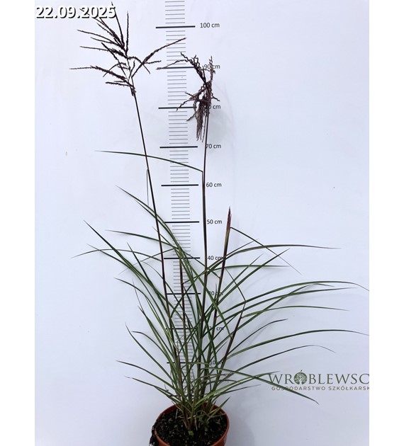 Miscanthus sinensis 'Boucle'