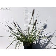 Pennisetum alopecuroides 'National Arboretum'