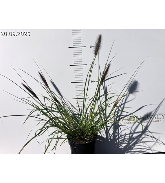 Pennisetum alopecuroides 'National Arboretum'