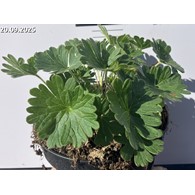 Geranium sanguineum 'Tiny Monster'