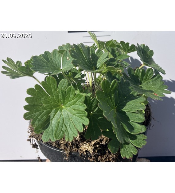 Geranium sanguineum 'Tiny Monster'