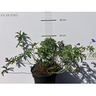 Geranium sanguineum 'Brookside'