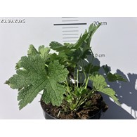 Geranium sanguineum 'Karen Wouters'