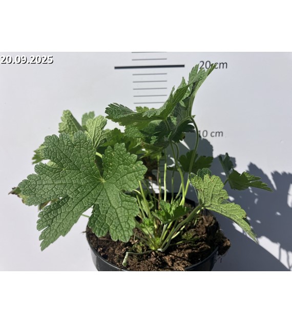 Geranium sanguineum 'Karen Wouters'