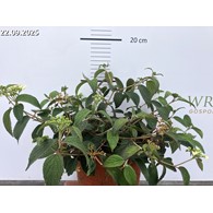 Viburnum plicatum 'Watanabe'