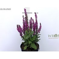 Salvia nemorosa 'Pink Rianne'