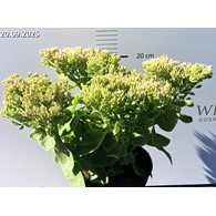 Sedum 'Hot Stuff'