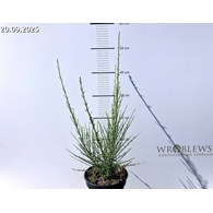Cytisus 'Lena'