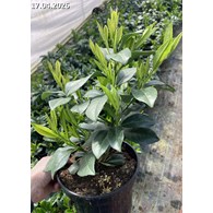 Prunus laurocerasus 'Strike' PBR