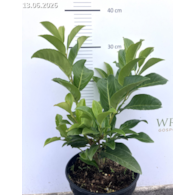 Prunus laurocerasus 'Strike' PBR