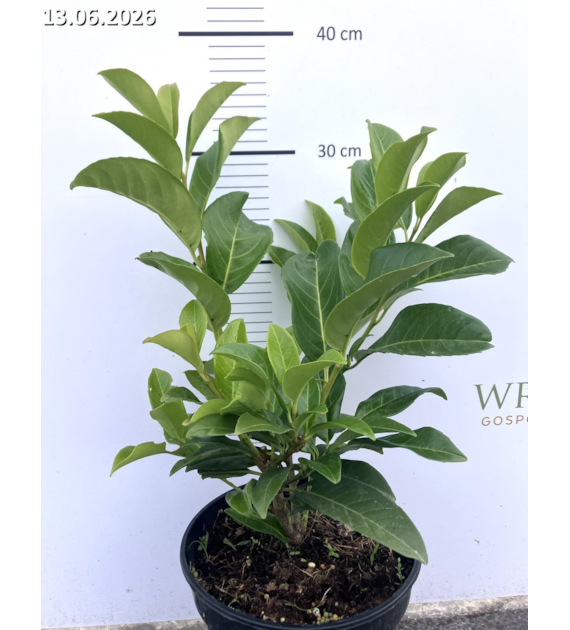 Prunus laurocerasus 'Strike' PBR