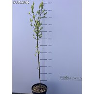 Euonymus europaeus