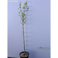 Euonymus europaeus