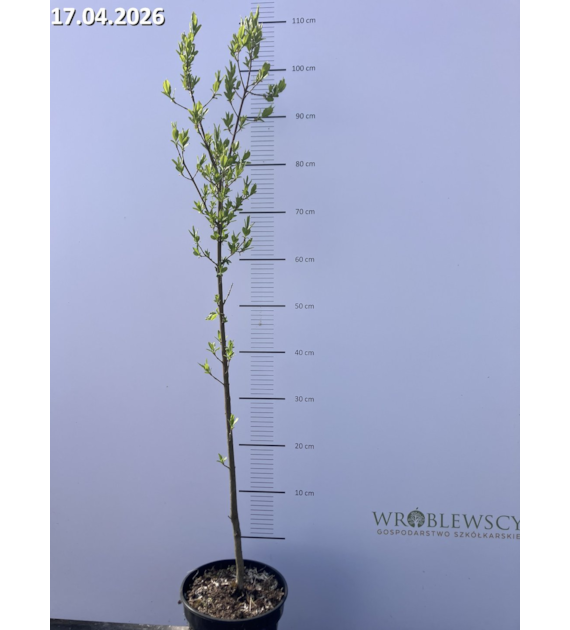 Euonymus europaeus