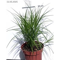 Carex muskingumensis