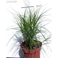 Carex muskingumensis