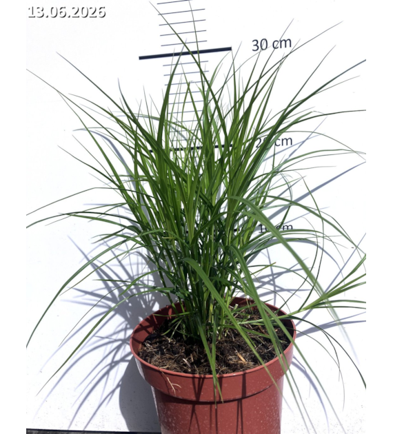 Carex muskingumensis