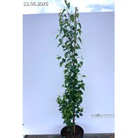 Betula pendula FASTIGIATA JOES 'Jolep1' PBR