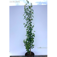 Betula pendula FASTIGIATA JOES 'Jolep1' PBR