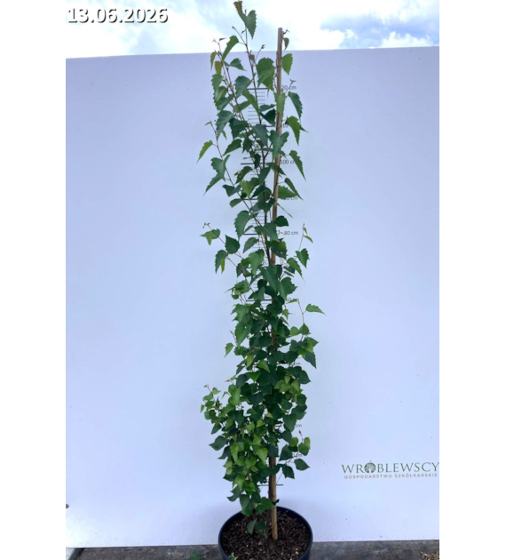 Betula pendula FASTIGIATA JOES 'Jolep1' PBR