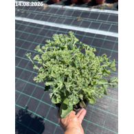 Sedum 'Herbstfreude'