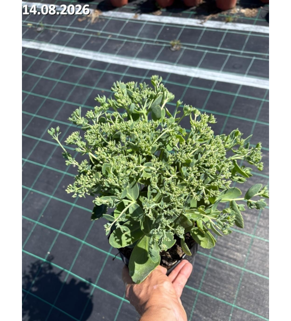 Sedum 'Herbstfreude'