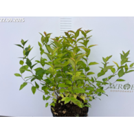 Spiraea japonica 'Goldflame'