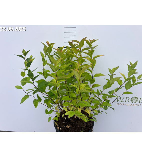 Spiraea japonica 'Goldflame'