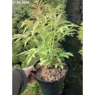 Sambucus racemosa 'Sutherland Gold'