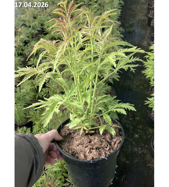 Sambucus racemosa 'Sutherland Gold'