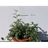 Cotoneaster dammeri 'Major'