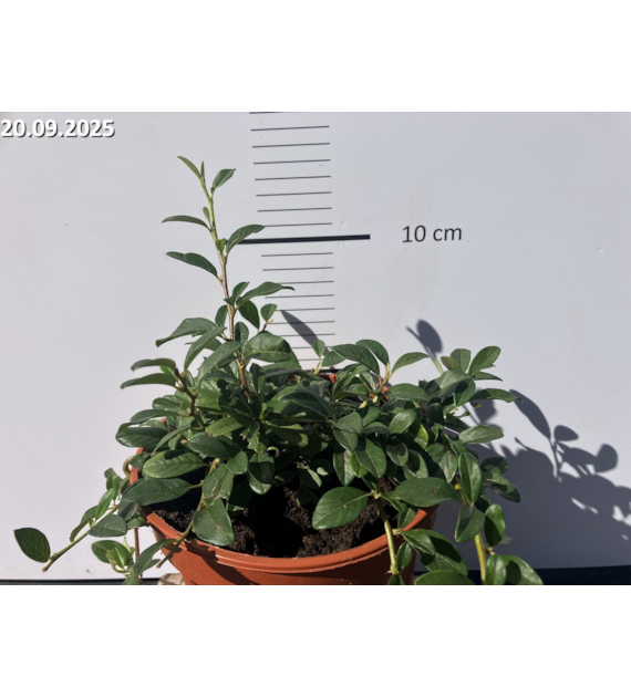 Cotoneaster dammeri 'Major'