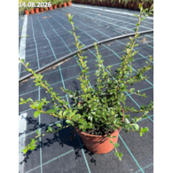 Cotoneaster ×suecicus 'Coral Beauty'