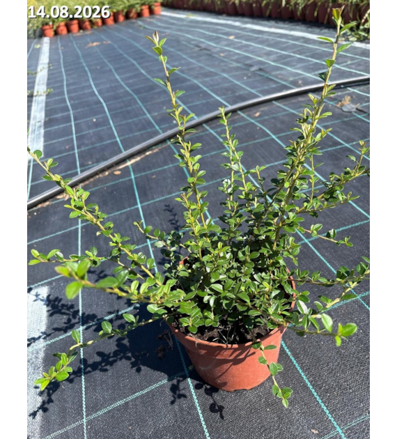 Cotoneaster ×suecicus 'Coral Beauty'