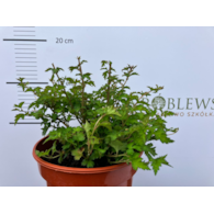 Stephanandra incisa 'Crispa'