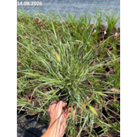 Pennisetum alopecuroides 'Hameln'