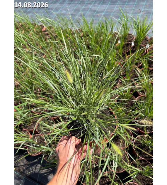 Pennisetum alopecuroides 'Hameln'